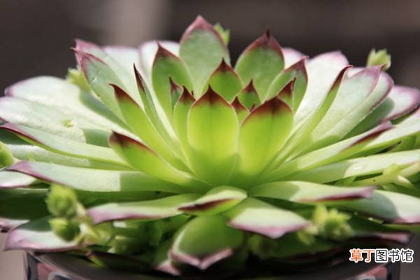 最有仙女气质的3款多肉植物