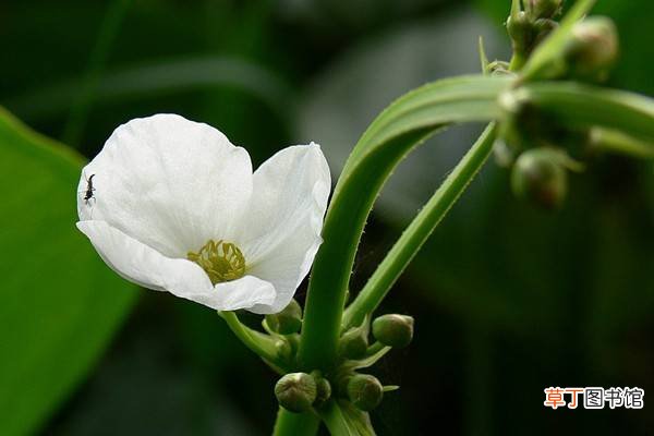 茨菰的养殖方法和注意事项
