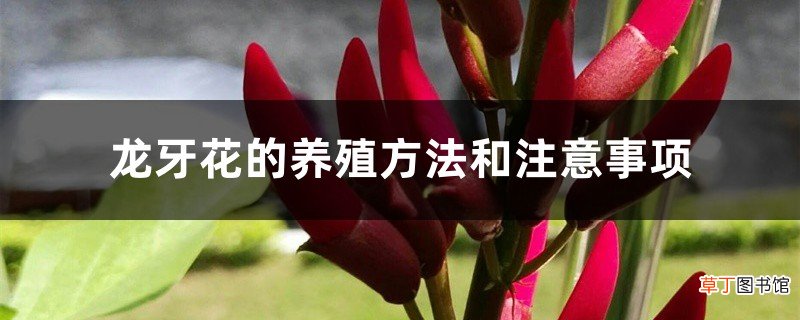 龙牙花的养殖方法和注意事项