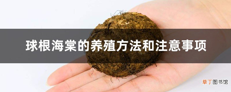 球根海棠的养殖方法和注意事项