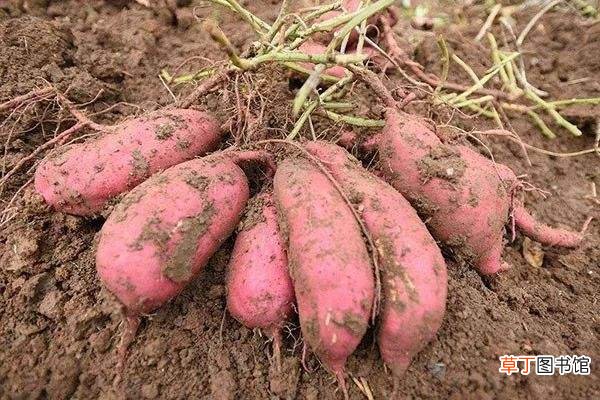最接地气的补气法，从食物开始