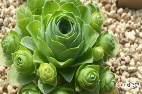 山地玫瑰可以叶插吗