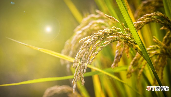 五谷丰登是什么季节
