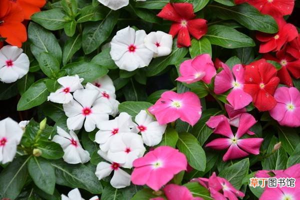 这8种花躺着就能养好,一点都不费事
