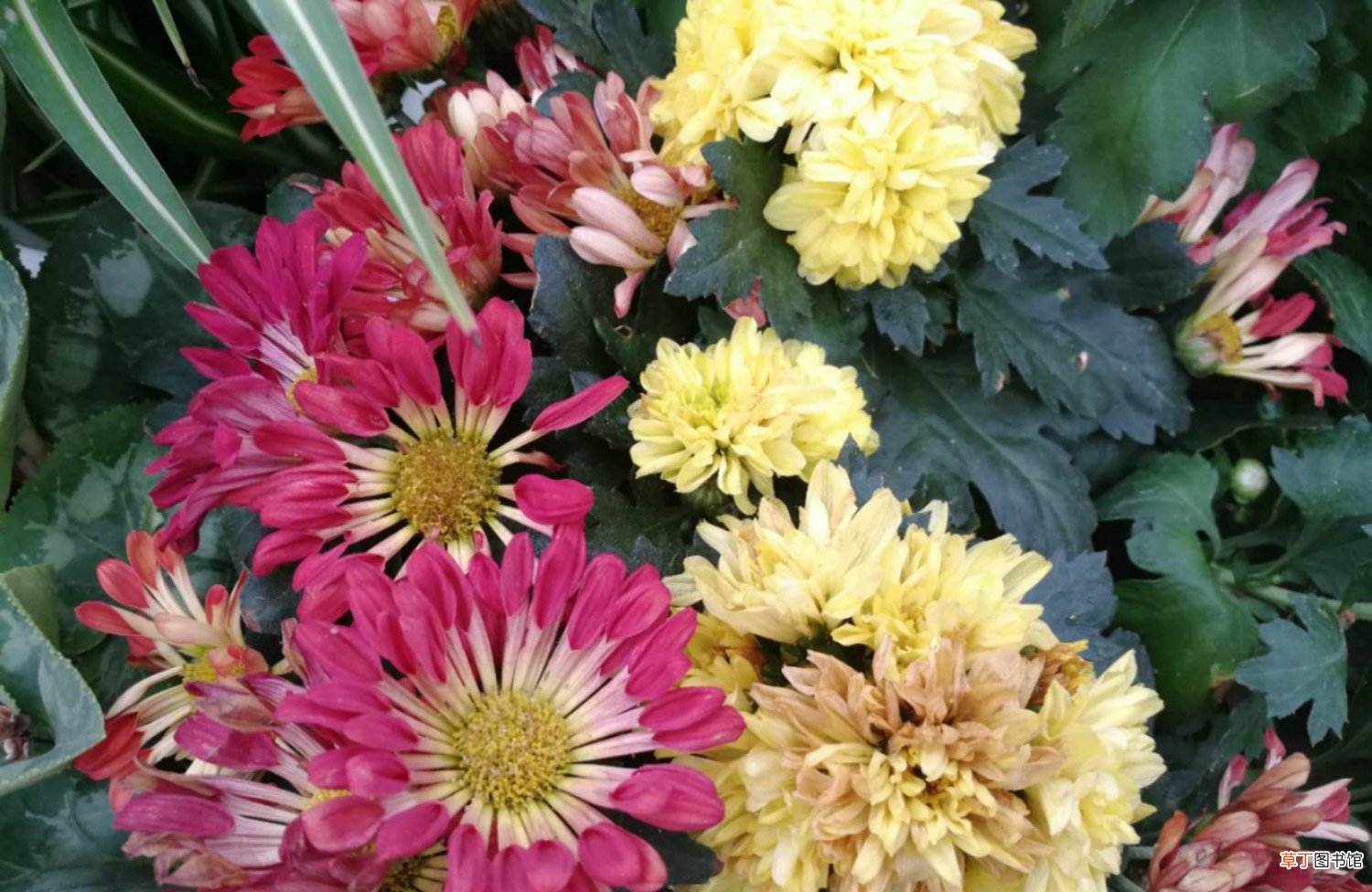 为何我家菊花不开花？答案都在这里了！