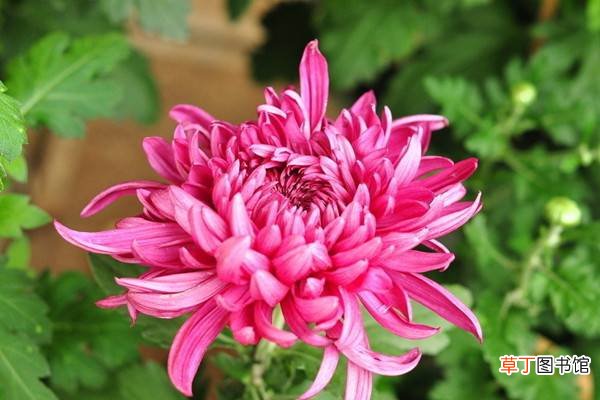 为何我家菊花不开花？答案都在这里了！