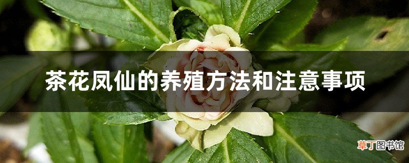 茶花凤仙的养殖方法和注意事项