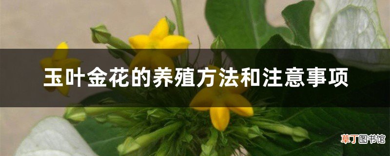 玉叶金花的养殖方法和注意事项