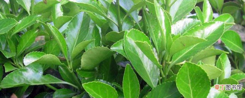 可代替围墙的植物有哪些