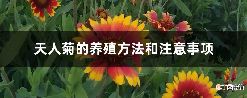 天人菊的养殖方法和注意事项