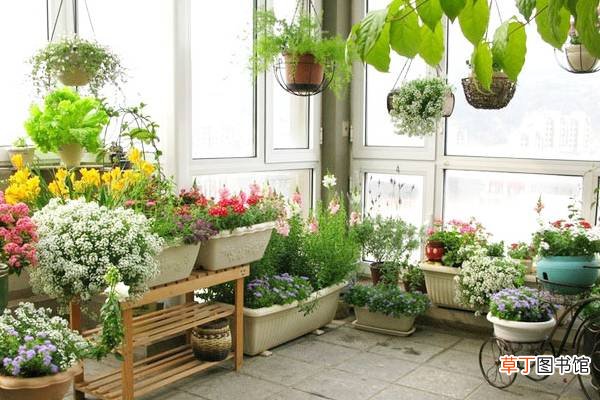 家里变花园,15种花任你选