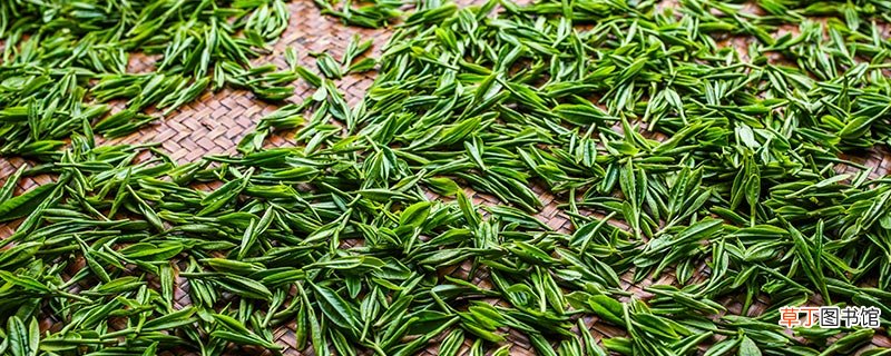 绿茶是发酵茶吗?