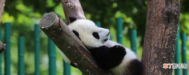 光雾山海拔多少米