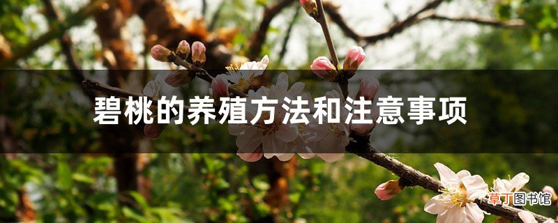 碧桃的养殖方法和注意事项