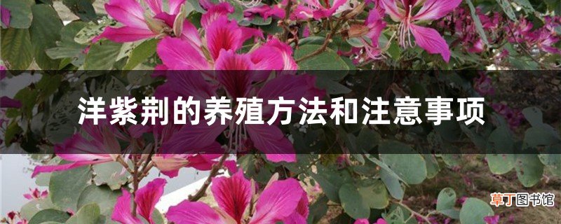 洋紫荆的养殖方法和注意事项