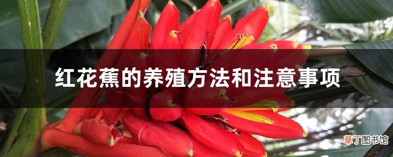 红花蕉的养殖方法和注意事项