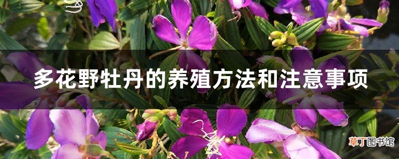 多花野牡丹的养殖方法和注意事项