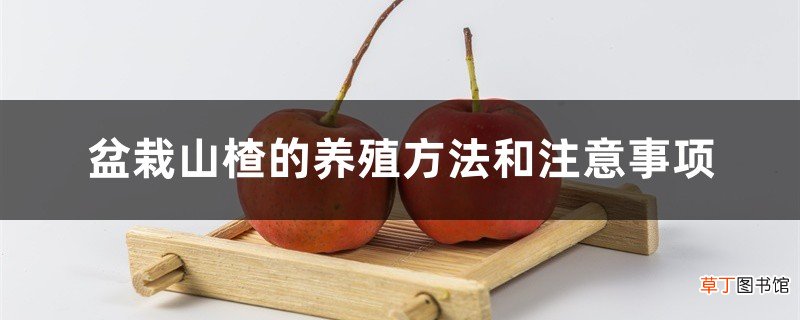 盆栽山楂的养殖方法和注意事项