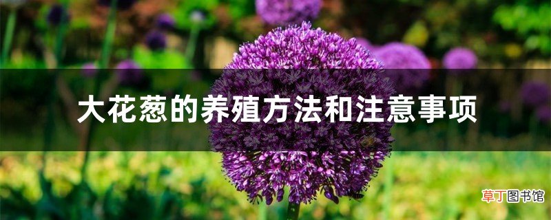 大花葱的养殖方法和注意事项