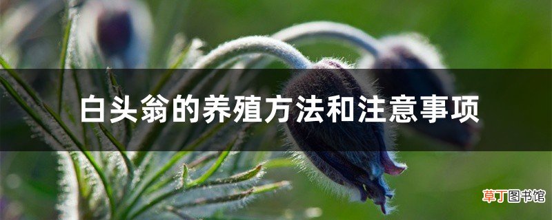 白头翁的养殖方法和注意事项