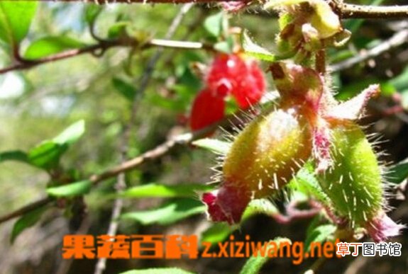 齿叶忍冬的功效与作用