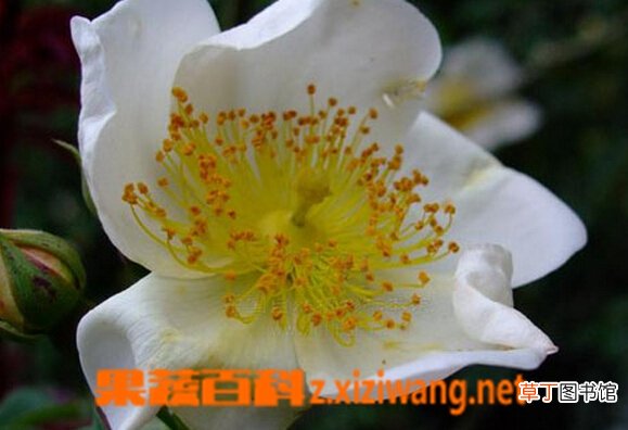 川滇蔷薇的功效与作用