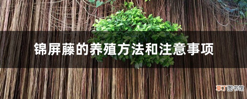 锦屏藤的养殖方法和注意事项
