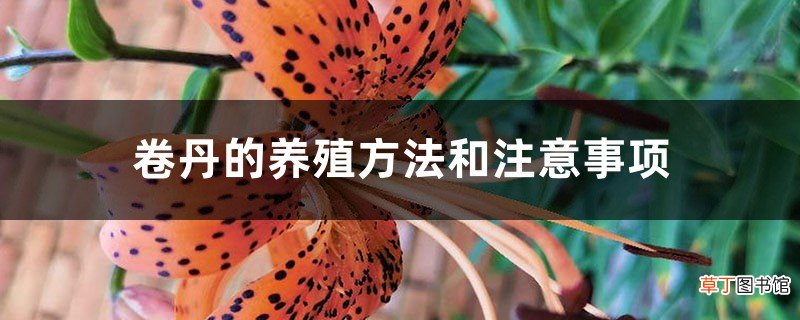 卷丹的养殖方法和注意事项