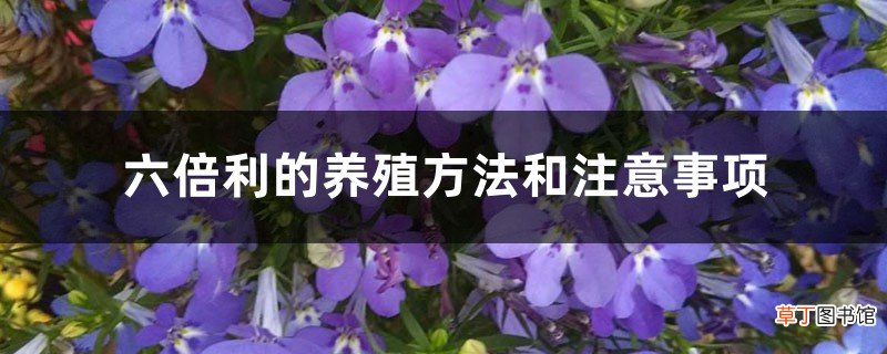 六倍利的养殖方法和注意事项