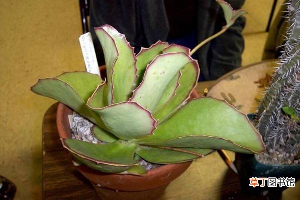 趣蝶莲的养殖方法和注意事项