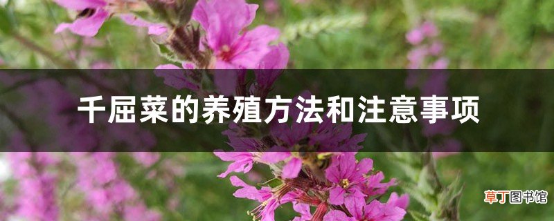 千屈菜的养殖方法和注意事项