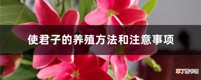 使君子的养殖方法和注意事项