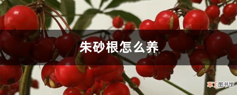 朱砂根怎么养