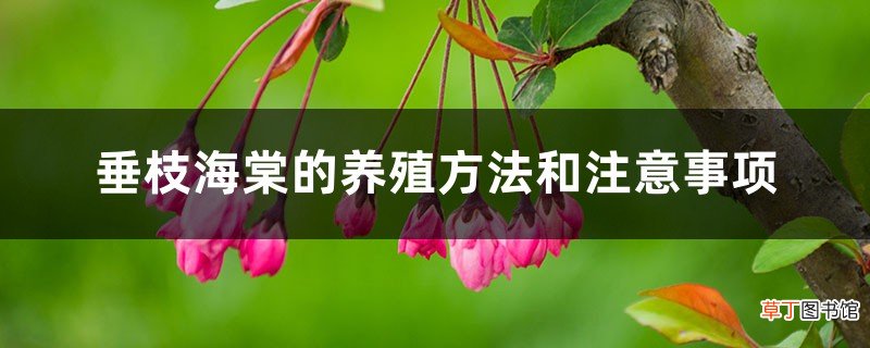 垂枝海棠的养殖方法和注意事项