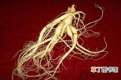 哪六类人与人参无缘 服用人参的禁忌有哪些