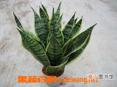 虎尾兰的作用与功效