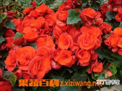 丽格海棠的功效与作用