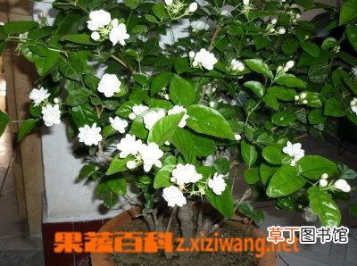 茉莉花有哪些好处