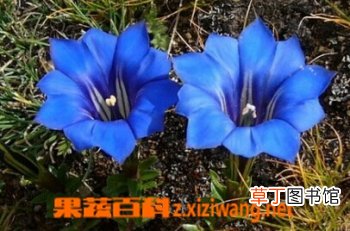 龙胆花的功效与作用