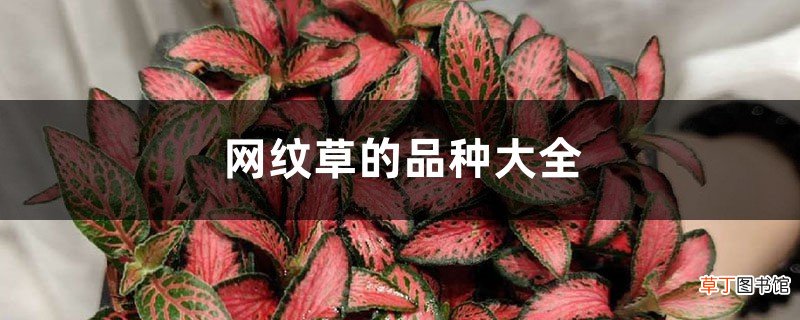 网纹草的品种大全
