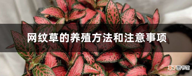 网纹草的养殖方法和注意事项