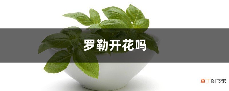 罗勒开花吗