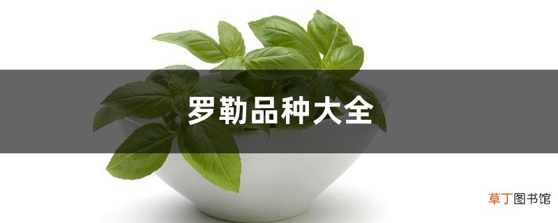 罗勒品种大全
