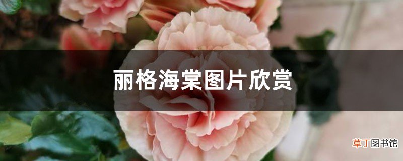 丽格海棠图片欣赏