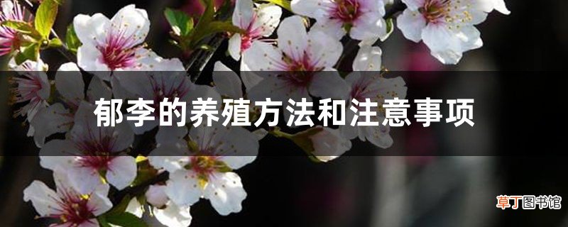 郁李的养殖方法和注意事项