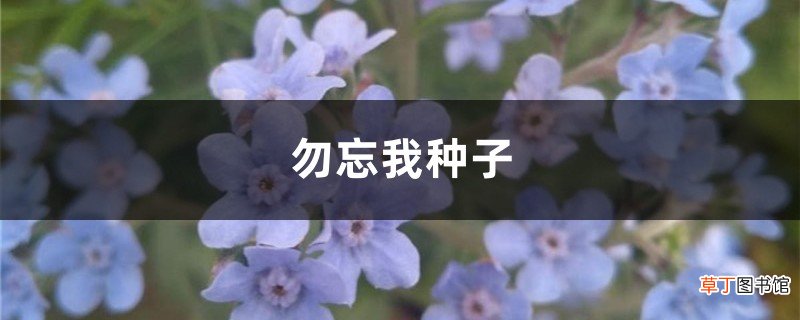 勿忘我种子