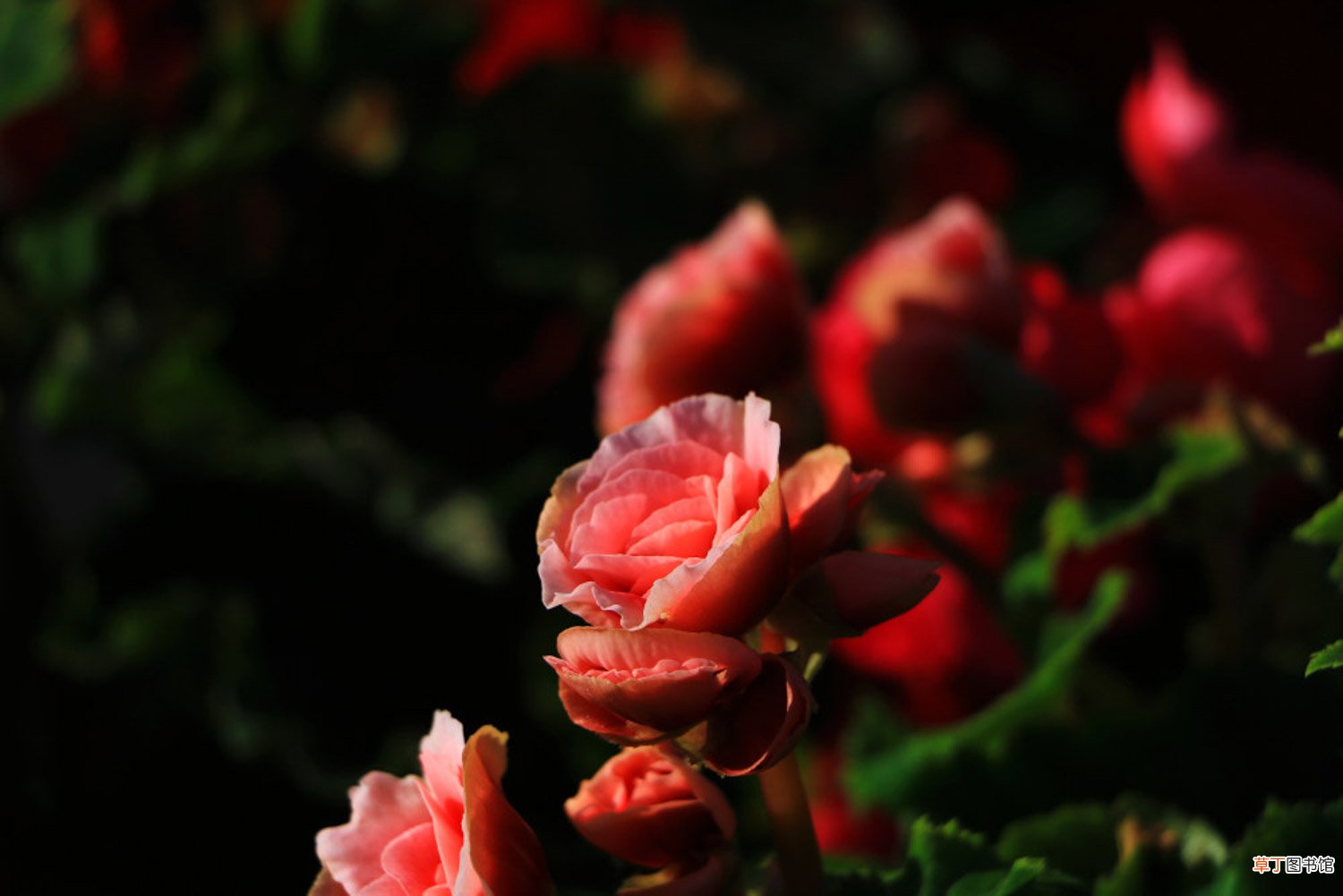 丽格海棠什么时候开花