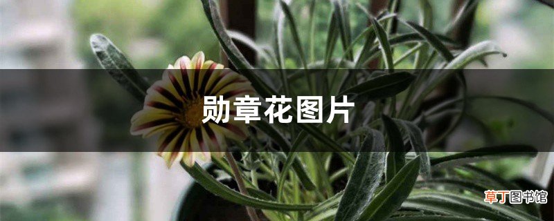 勋章花图片