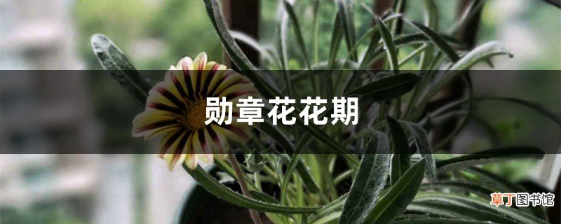 勋章花花期