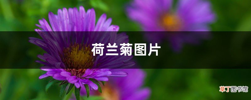 荷兰菊图片